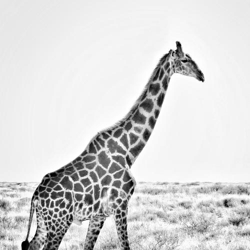 Girafa en la sabana africana