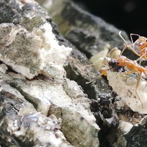 Faithfulness of ants