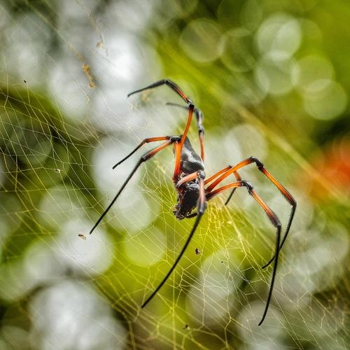 Araña fuego