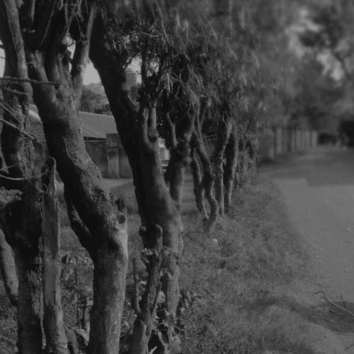 Black and white nature