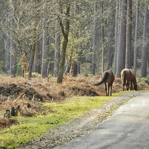 Wild horses