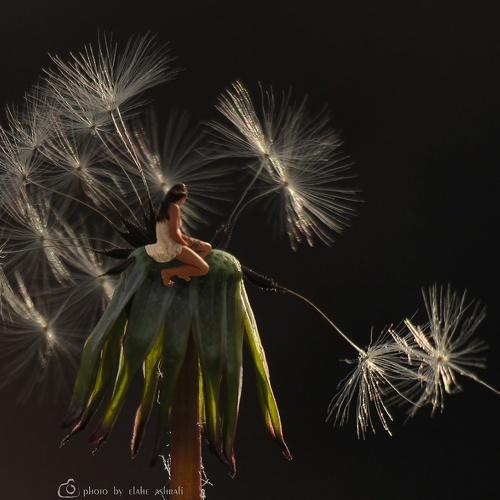 The last dandelion