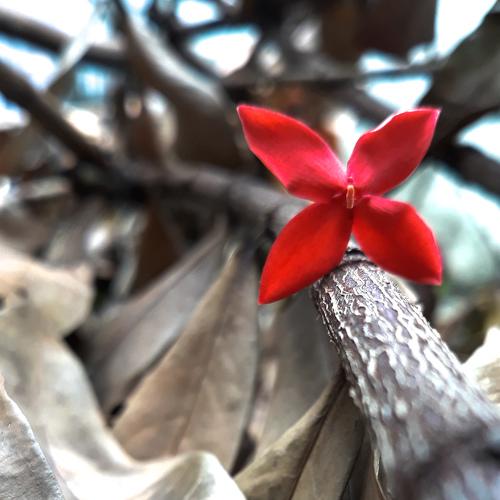 Red Flower