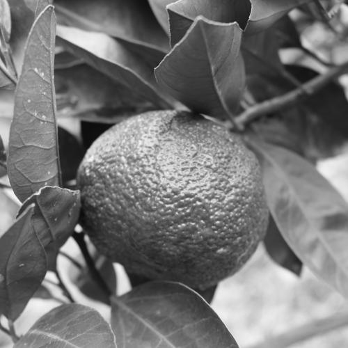 Mandarin in the garden