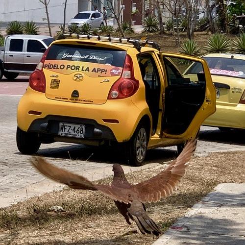 Levantando el vuelo