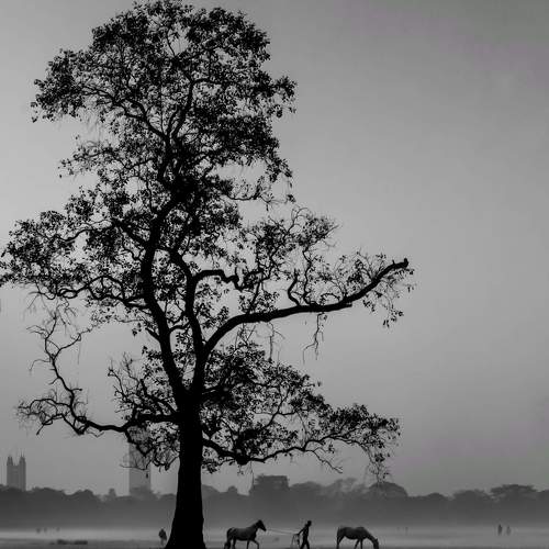 The Horse and His Boy