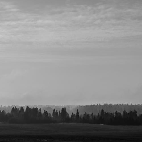 Fog and forest
