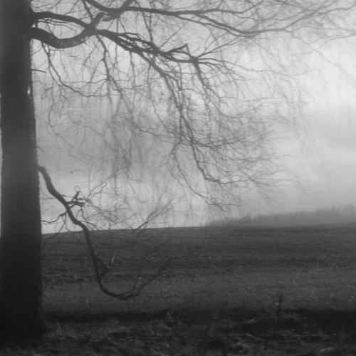 Green fields