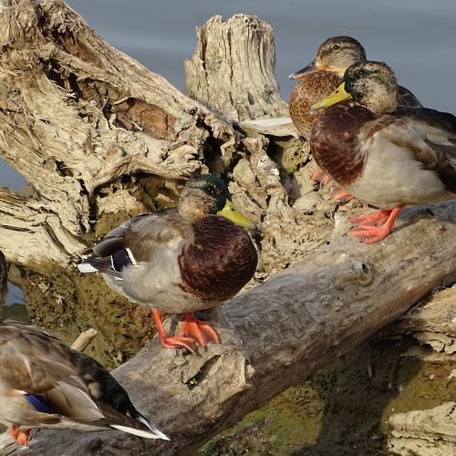 ducks