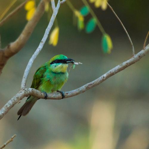 Green Bee Eater