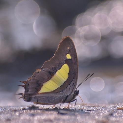 Bokeh world
