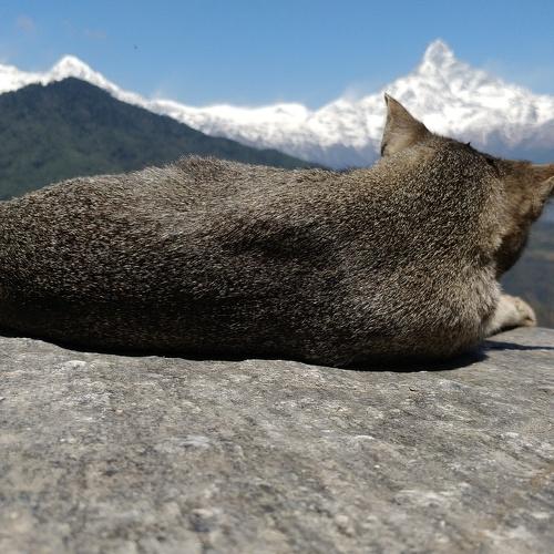 Cat-mandu in Dhampus