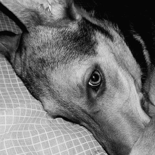 Mi perro Rocky