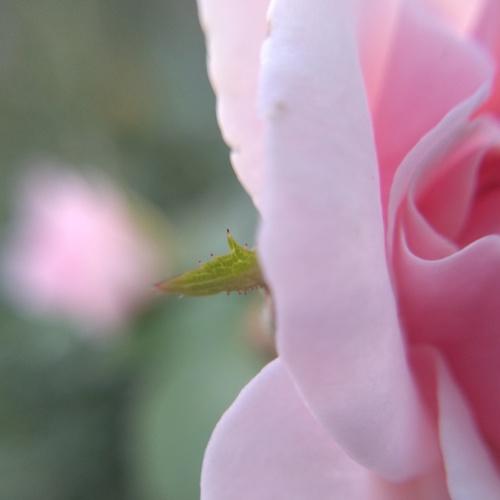 Bella simpleza.