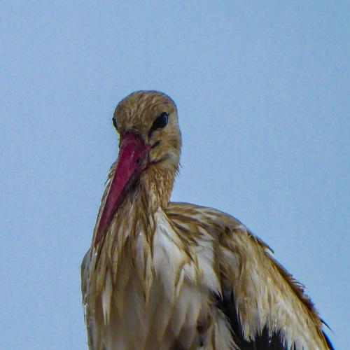 Wet Stork