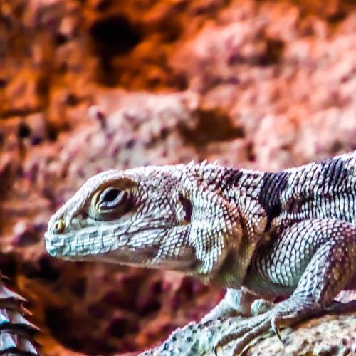 Iguana