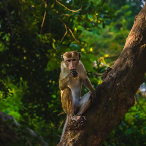 The monkey portrait