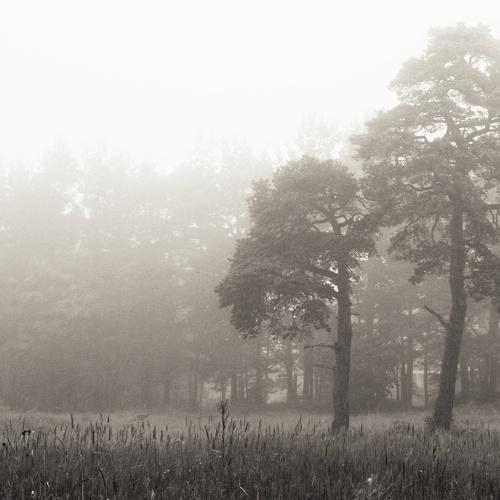 Photo #3152949