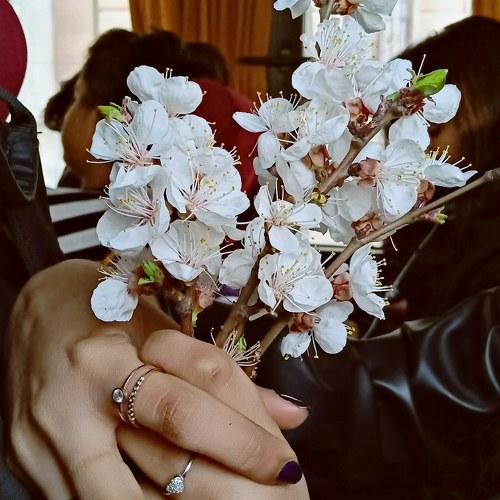 Blooming serenity