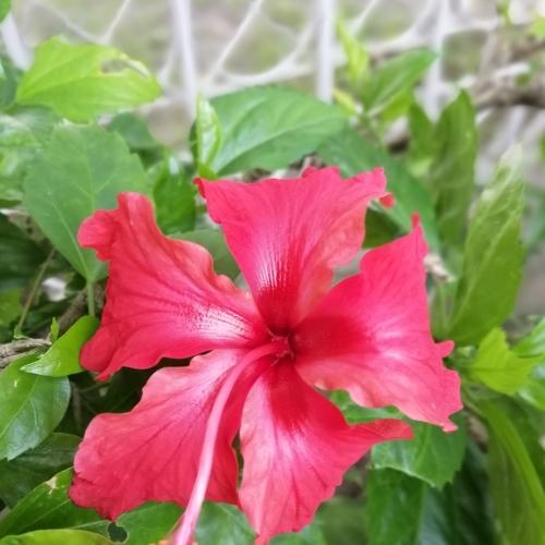 Brave and beautiful red flower