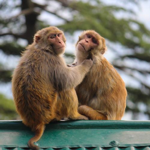 Wild Pair
