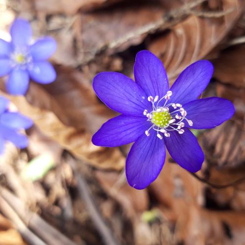violet flower