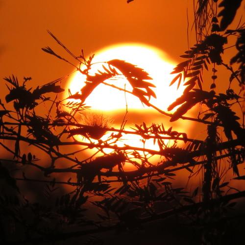 Sunset amonst woods