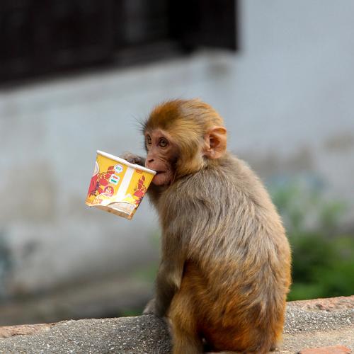 Drinking cup of tea at Pashupatinath.