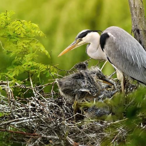 herons