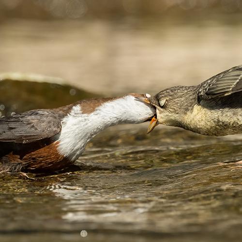 The long-awaited meal of the baby of Cinclus cinclus