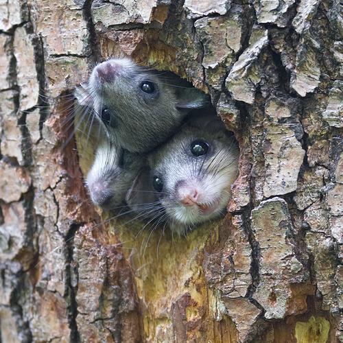 Glis glis family