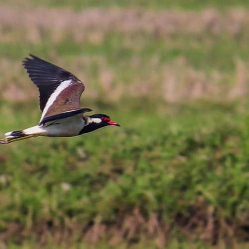 The Northern Lapwing