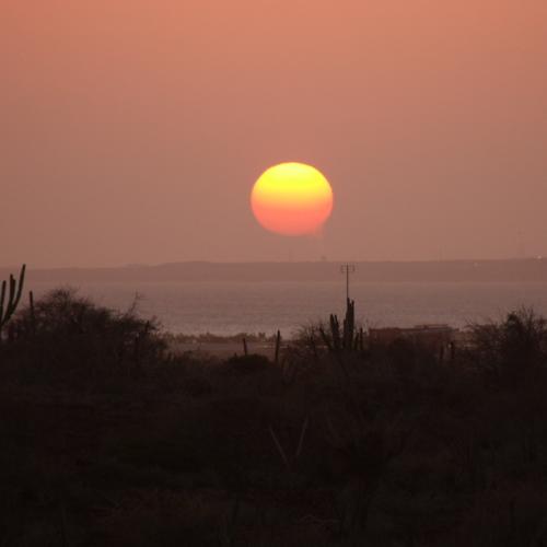 Sol bicolor