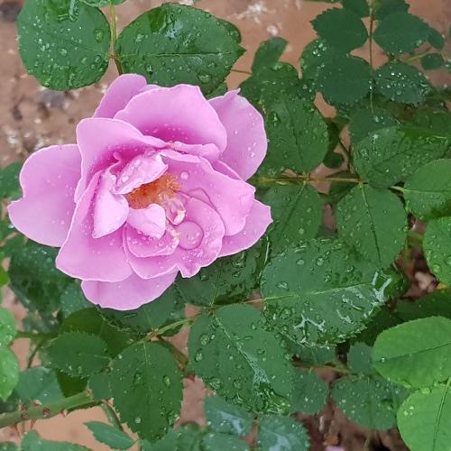Flower Life