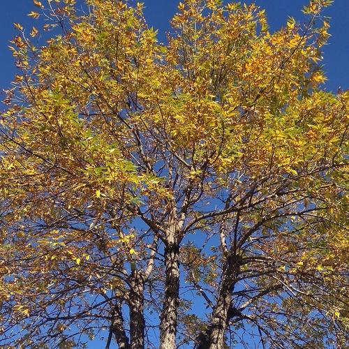 Otoño