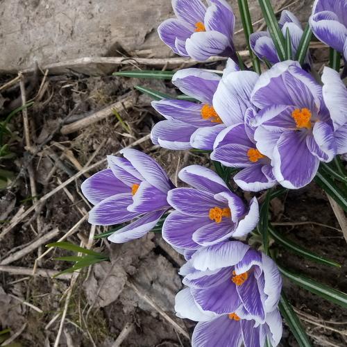 Crocus 2019