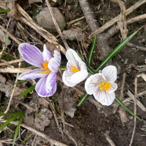 Crocus 2019