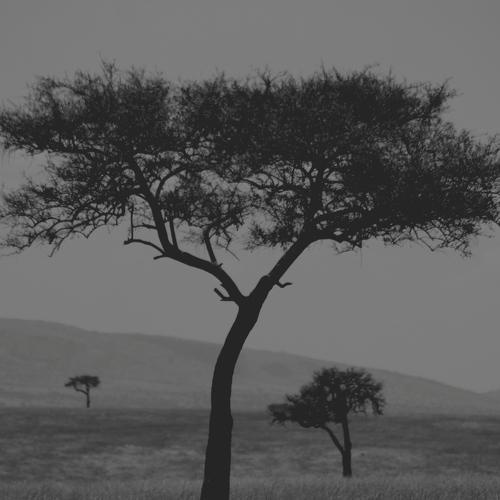 Photo #3165543