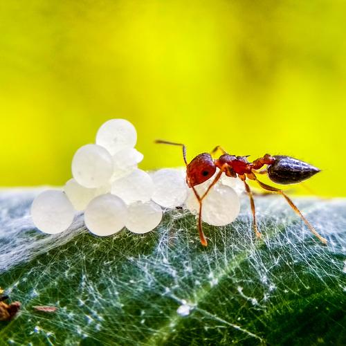 Ant Eating spider eggs.