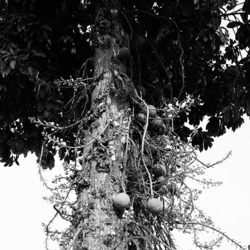 Tree of God