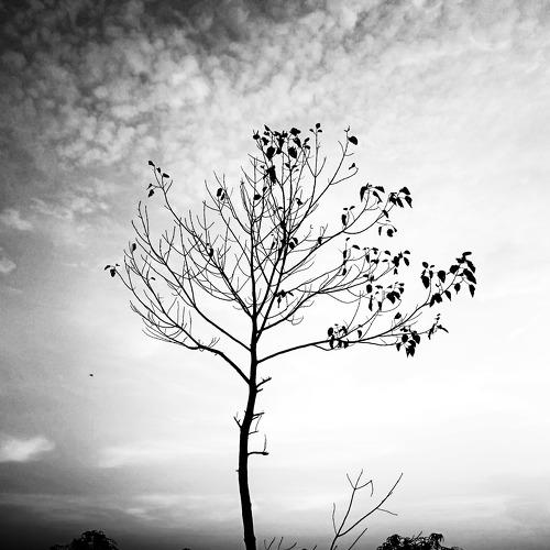 A tree waiting for death