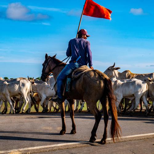 Brazilian cowboy