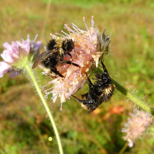 Scandinavian Bumblebee