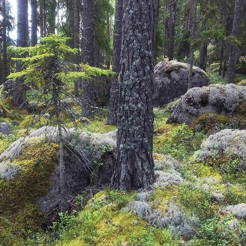 Sweden. And the stones grow trees...