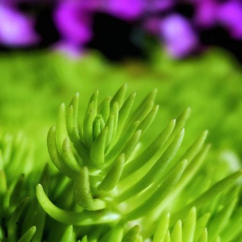 Green.