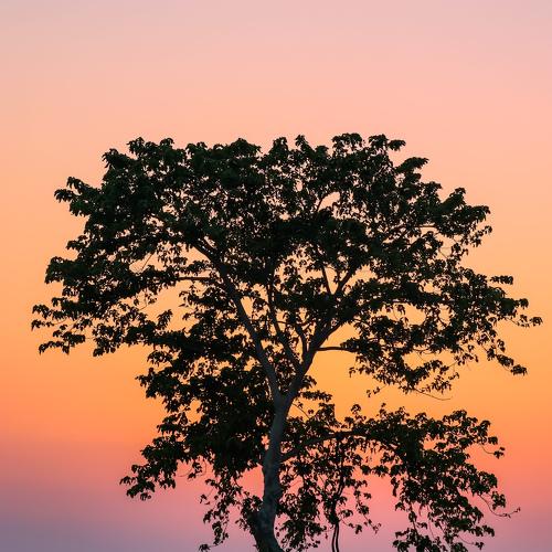The Standing lonely Tree