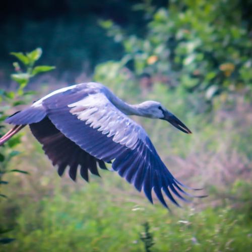 The Lovely Heron