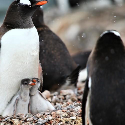 Penguin baby twins