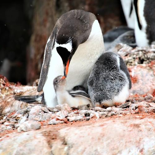 Give me a kiss, mammy