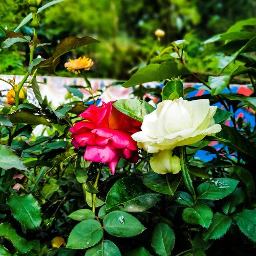 Smell the roses!
